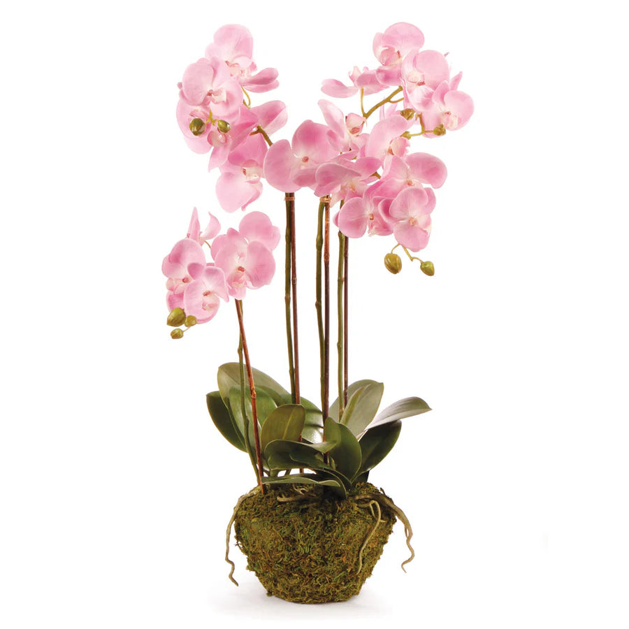 30" Phalaenopsis