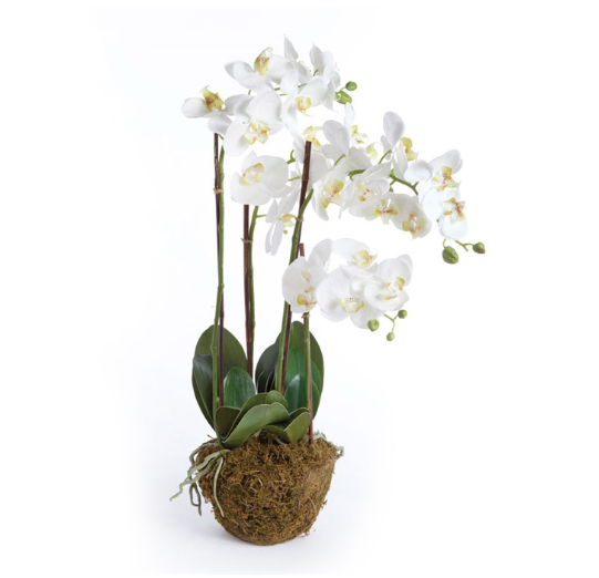 30" Phalaenopsis